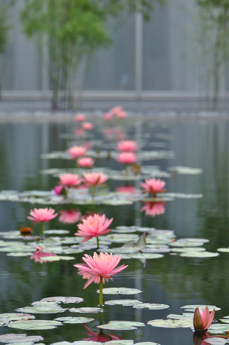 tranquil scene with lily pond and pink flowers